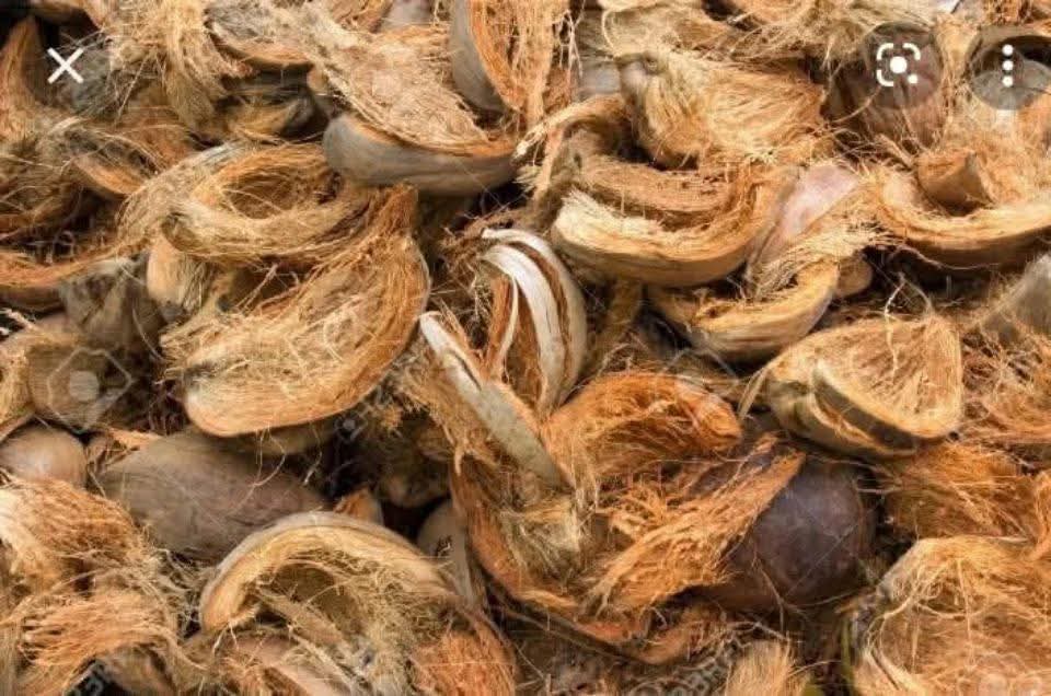 23 HEALTH BENEFITS OF COCONUT HUSK