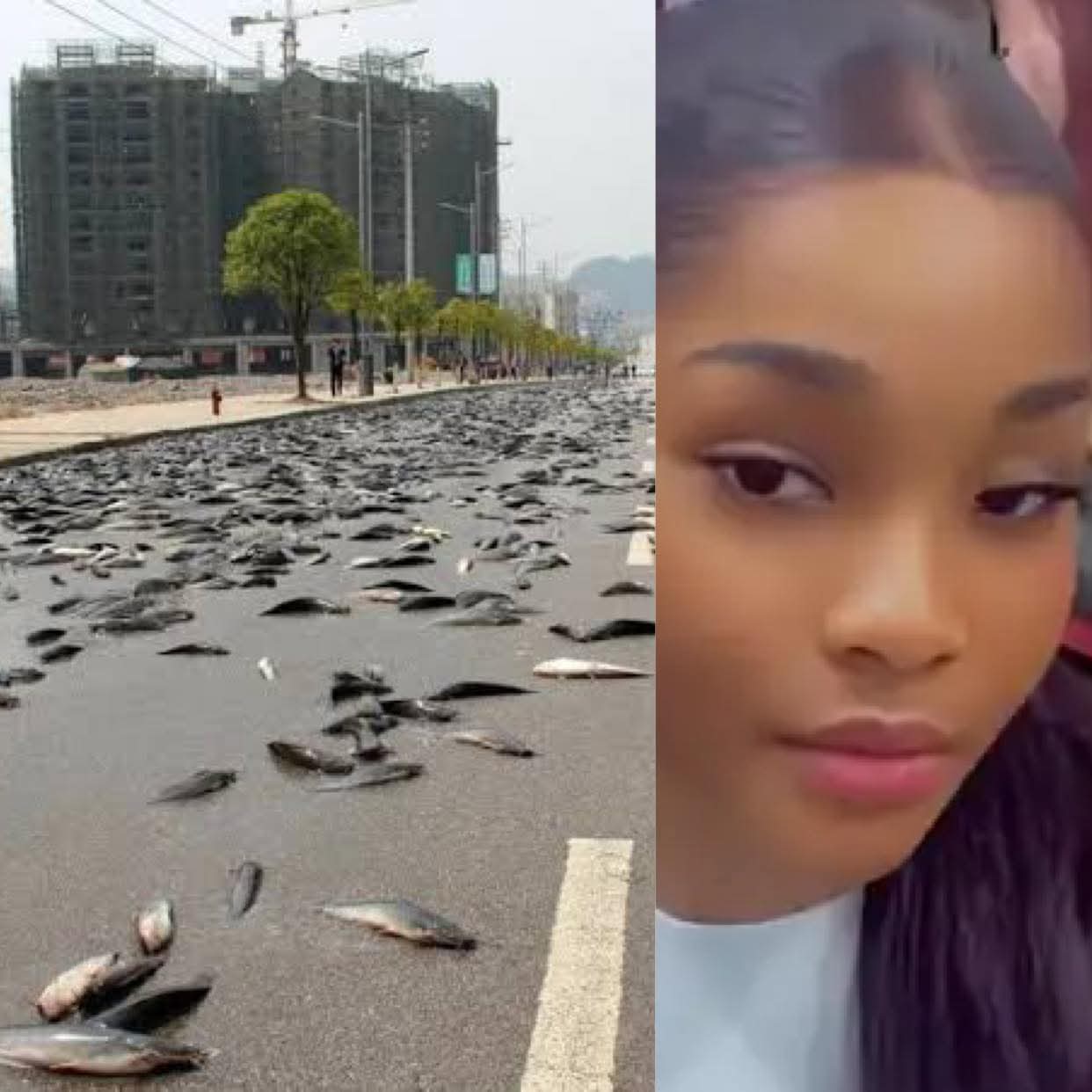 Lady Spots Fish Swimming on Lagos Road During Heavy Rain, Shares Proof
