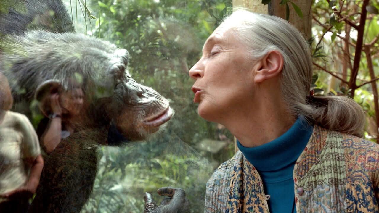 Renowned Primatologist and Conservation Icon Jane Goodall D!es Aged 91
